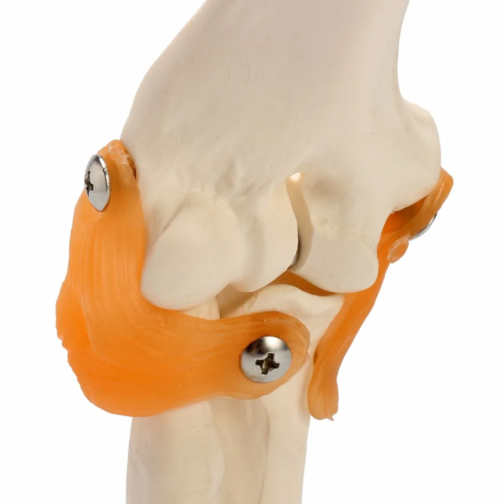 Human Elbow Joint Model Anatomical Anatomy Elbow Joint Medical Model Orthopedics