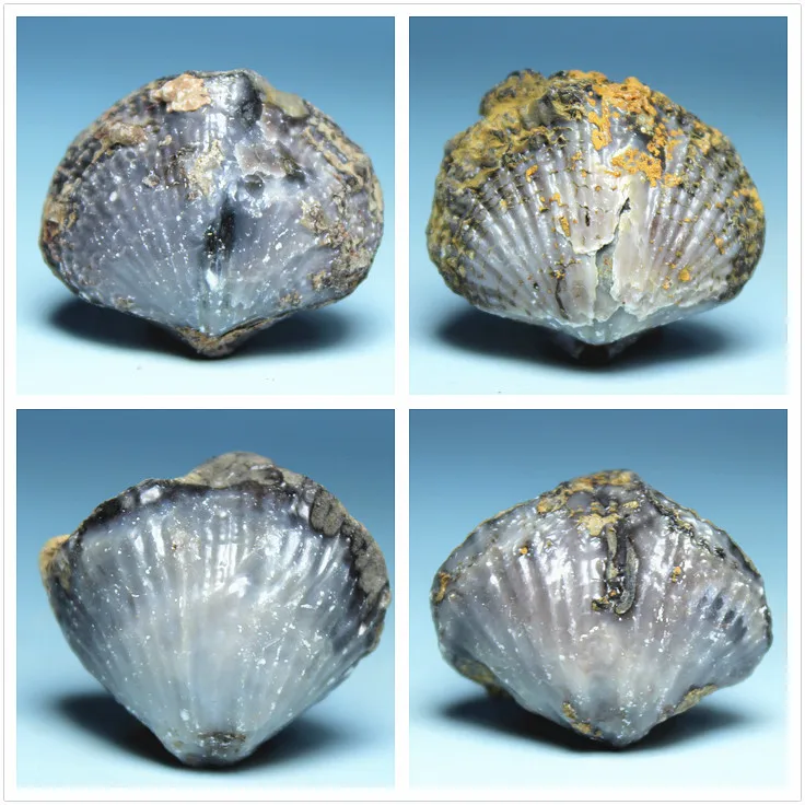 Guangxi production windowless shell fossil stone specimens teaching specimens of fossils mineral collections science