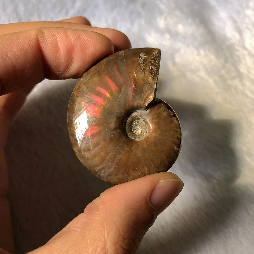 1pcs Rainbow Opal Ammonite - SALE AA+ Crystal Gem stone Whole Shell Nautilus 30MM 40MM 50MM