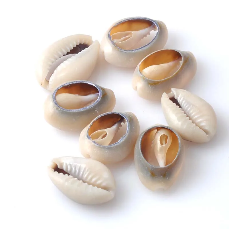 Grey Natural Sea Shell Conchiglia Craft Accessories for Seashore Party and Home Decoration 50pcs about 16mm TRS0079