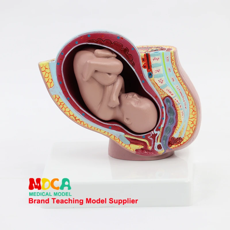 Embryonic Pelvic Model Fetus Pregnancy Anatomy of The Placenta, Life Size with Removable Organs Medical Anatomical Model