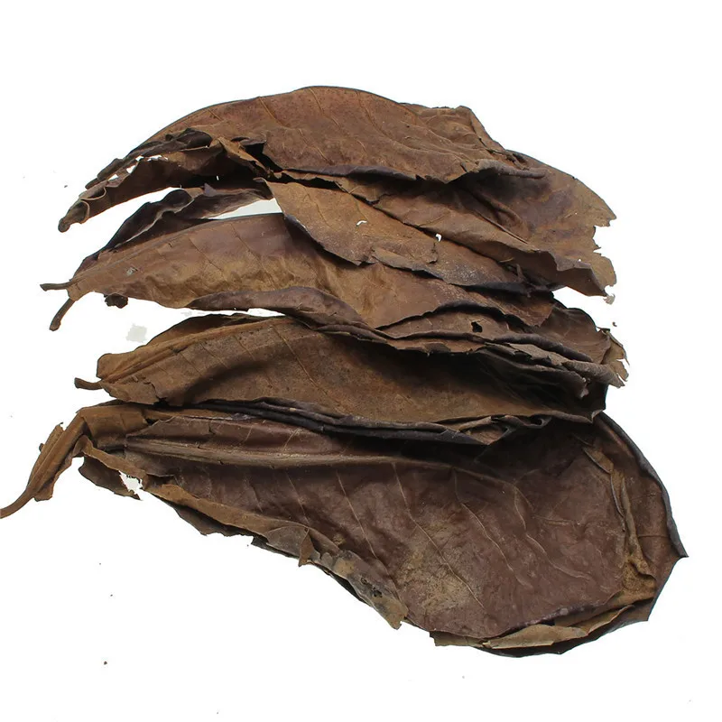 Hot Sale 25/50/100g Natural Terminalia Catappa Leaves Placed In Fish Tank Filter Aquarium Foetida Leaves Shrimp Catfish Love