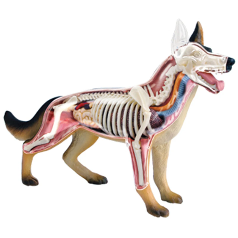 4D Master Dog Anatomical Model Toys Skeleton Model Bones Dimensional Anatomical Model Science Education Model Action Figure