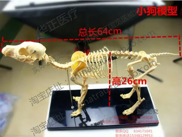 Pet Vet small Animal orthopedics instrument PVC hard plastic dog bone specimen model animal cat dog teaching skeleton bone model