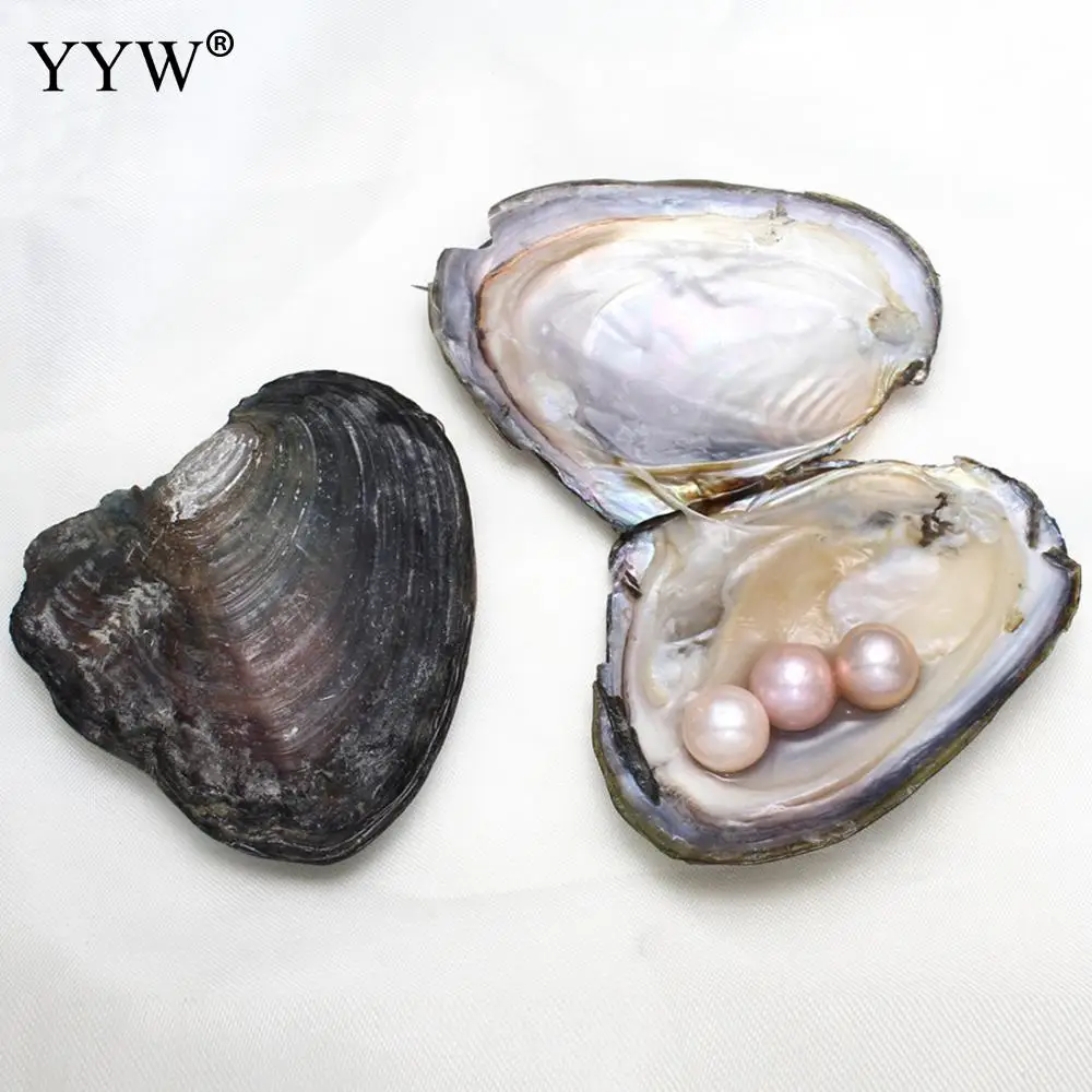 

1pc Vacuum Pack Oyster Freshwater Cultured Love Wish Pearls Oyster Gift Surprise Jewelry 11-12mm One Pearl Oyster About 2 Pearl