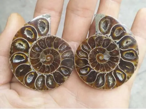 Ammonite  Specimen Shell Mineral Healing Madagascar