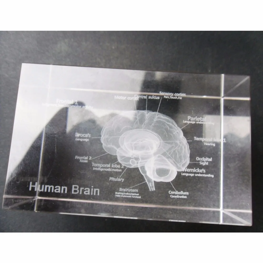 1 Pc/Pack Cool 3D Crystal Inside-Carving Human Brain for Art Sketch & Anatomy & Medical Education