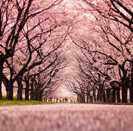 

8x8FT Spring Light Peac Cherry Flowers Blossom Tree Path Tunnel Park Custom Photo Studio Background Backdrop Vinyl 240cm x 240cm