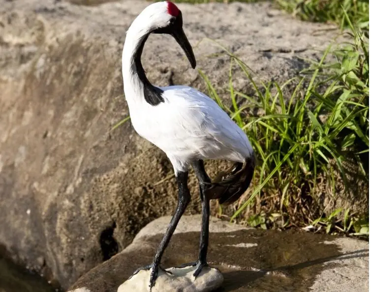 simulaiton Red-crowned crane model toy polyethylene & fur creative Red-crowned crane model 37x17x8cm 1654