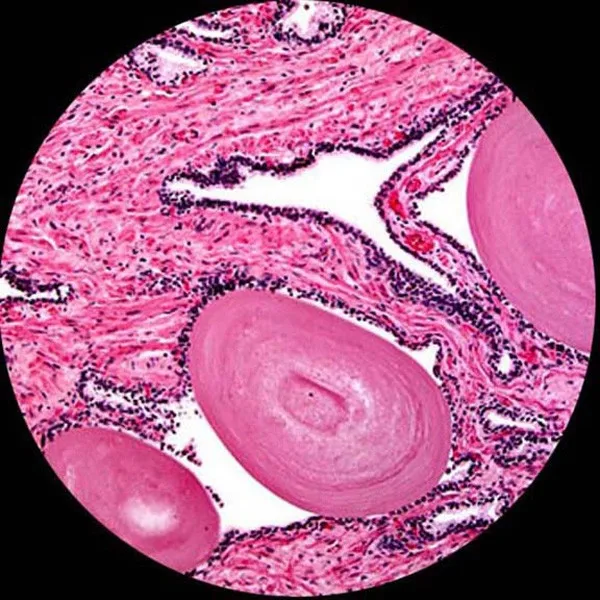 AmScope ogrodnicze 25 szkła przygotowane szkiełka podstawowe z plastikowym pudełku