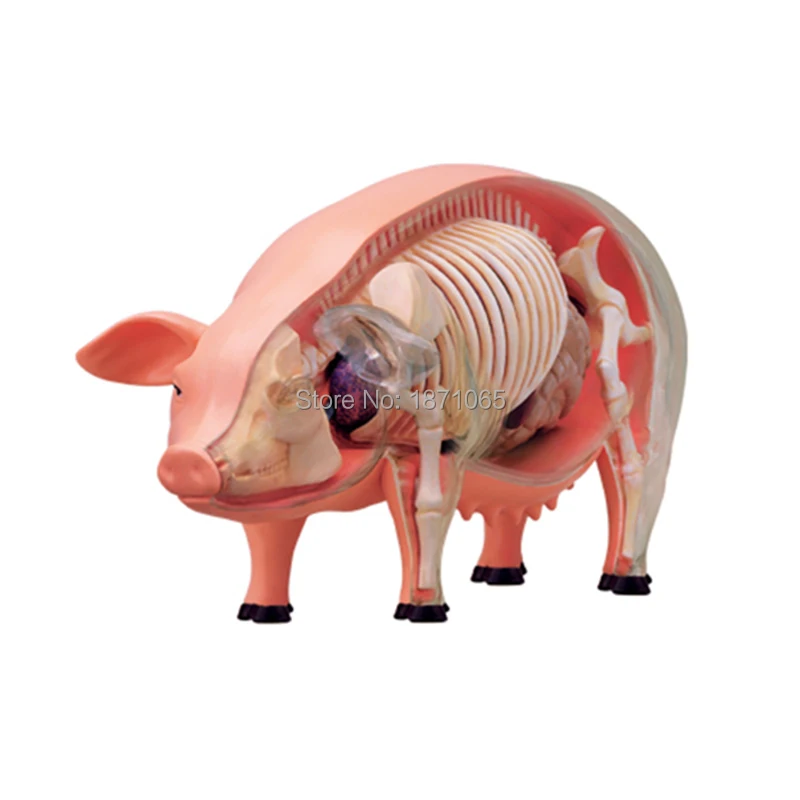 1PCS Anime 4D Vison Horse Pig Cow Chicken Anatomy Medical Animal Model Puzzels For Children Skeleton Educational Science Toy