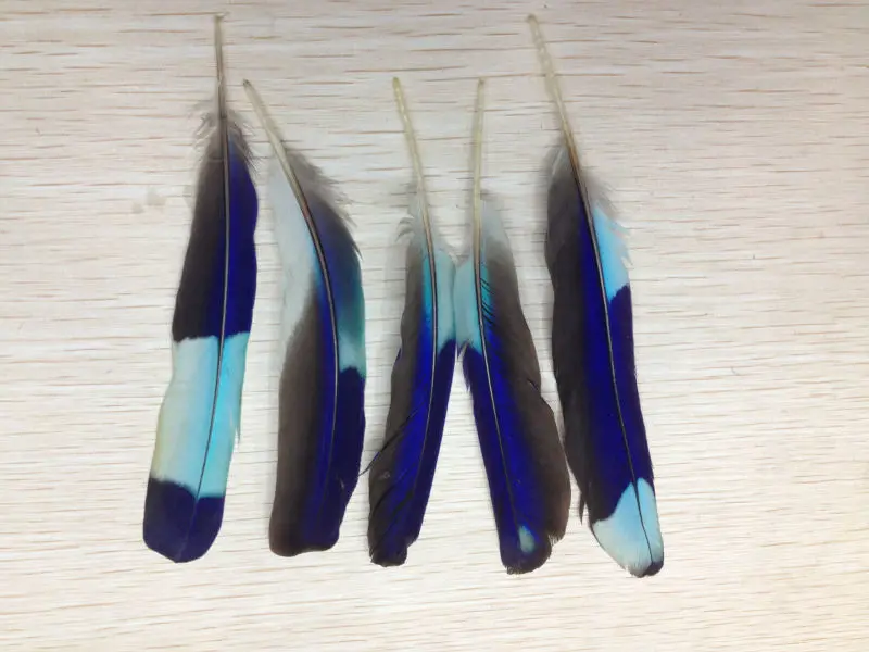 Wholesale perfect 200pcs high quality natural Parrot feathers 3-4inch/7-10cm Decorative diy