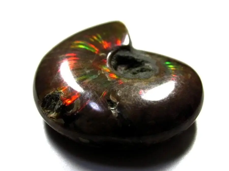 RARE Iridescent AMMONITE AMMOLITE SHELL GEM  SPECIMEN HEALING