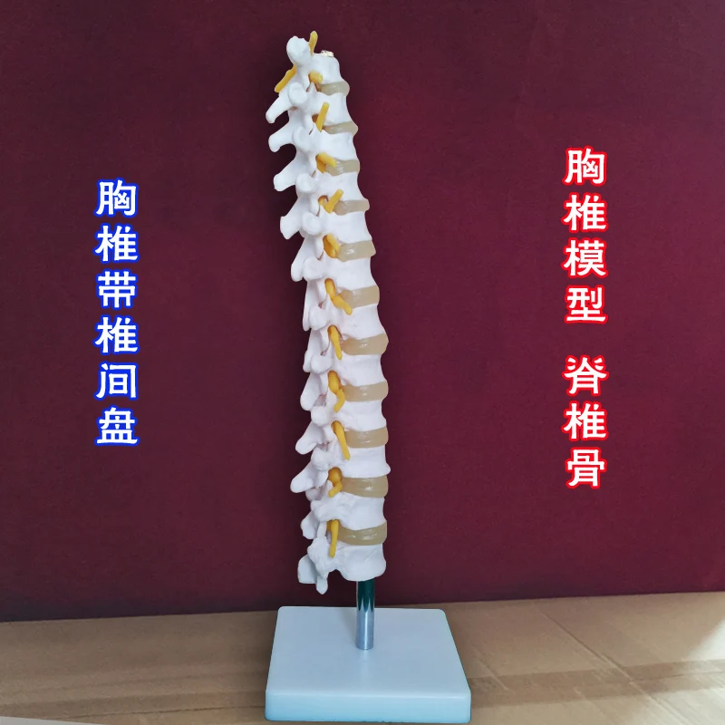 

31**13*13cm human breastbone sternum vertebra spine skeleton model with Intervertebral disc free shipping