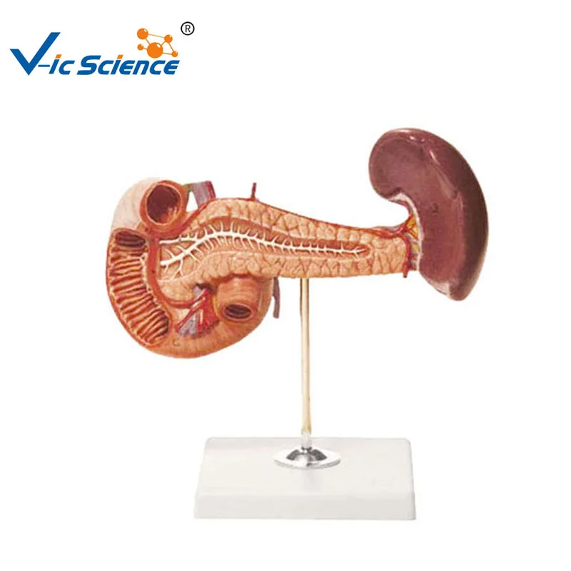 

Advanced PVC Life Szie Human Spleen Pancreas Duodenum Anatomical Model for Teaching Students