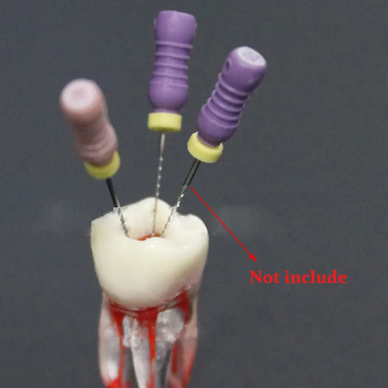 1Pc Dental Tooth model Root Canal RCT Practice Pulp Cavity Clear  Resin Teaching teeth model 1:1 Dental Model Dentist Tools