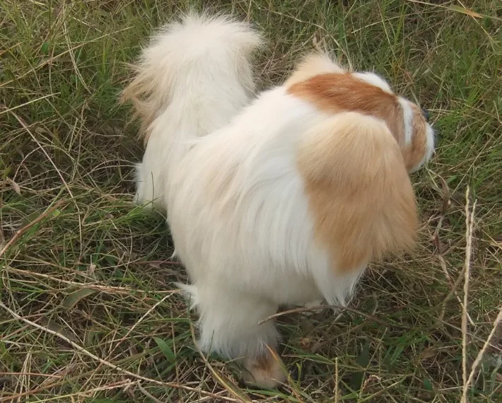 Simulation de chien dur pékinois, modèle en polyéthylène et fourrure grand 30x26cm, cadeau de décoration pour la maison b0329