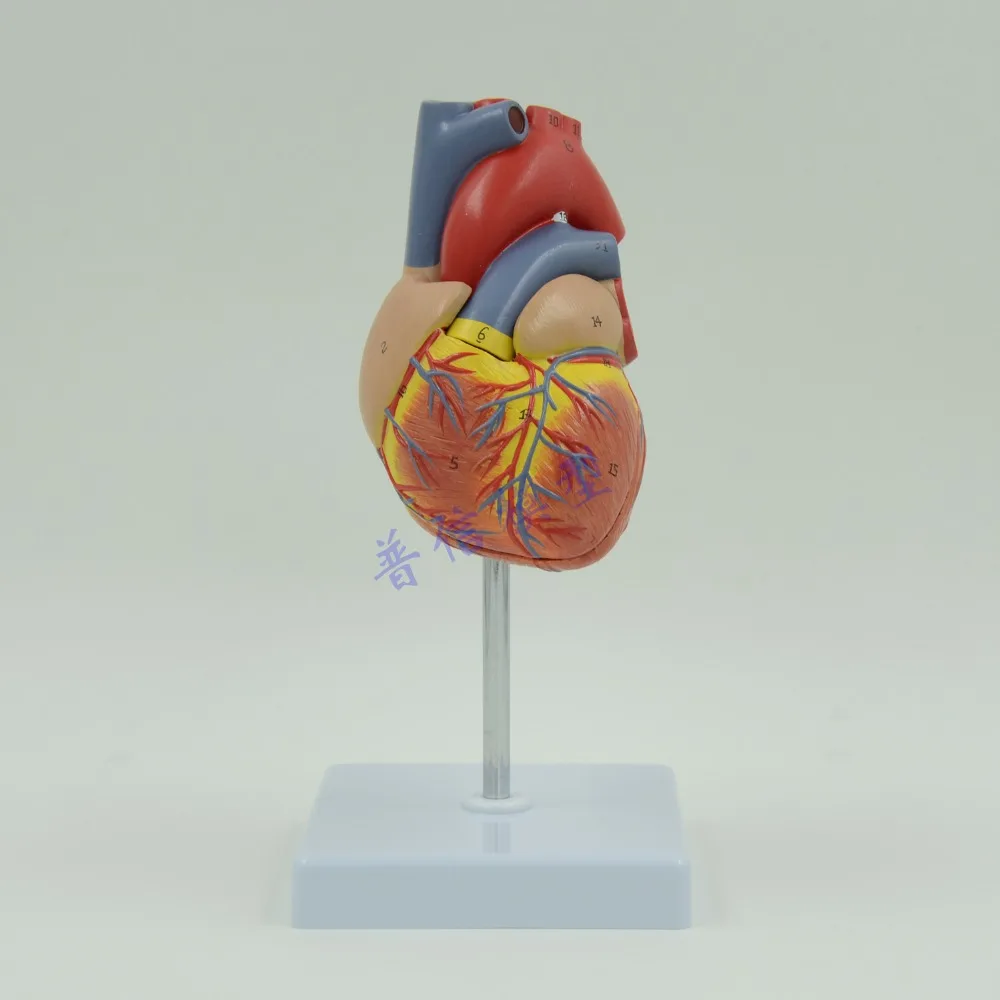 

Human heart anatomical model Medical Science teaching supplies 1:1