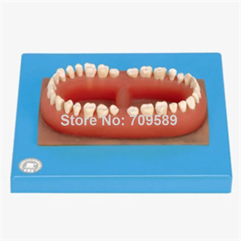 

ISO Set of teeth , Adult Teeth Model