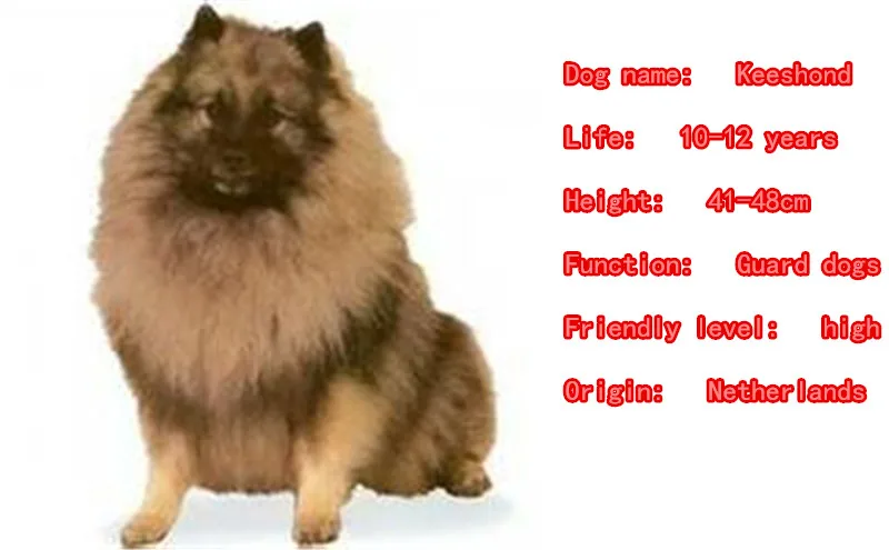 Cute Keeshond Dog Animal Gold Silver Plated Metal Pendant Keychain For Bag Car Women Men Girls Boys Love Jewelry K110