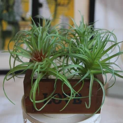 MINI carnosità artificiale Air grass plant microlandhandmade fiore decorativo casa balcone decorazione 2 colori 1 pz