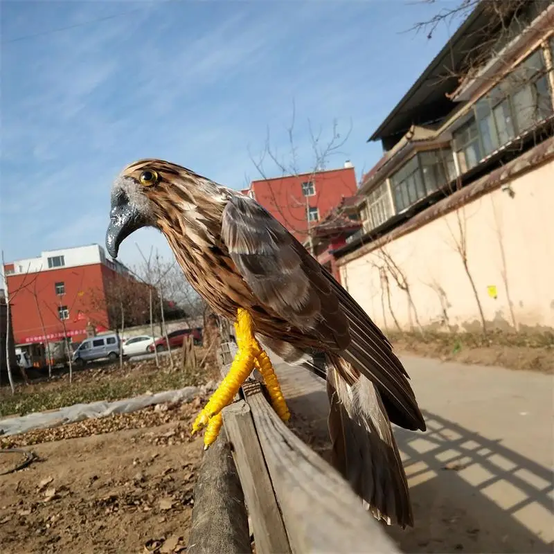 real life Bird feathers Bird brown eagle about 30cm open wings eagle home garden decoration party prop gift h1499