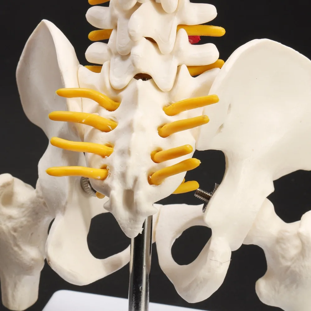 45cm  1:1 Adult Lumbar Bend Spine With femur Model Humans Skeleton Model with Spinal Disc Pelvis Model Used for school supplies