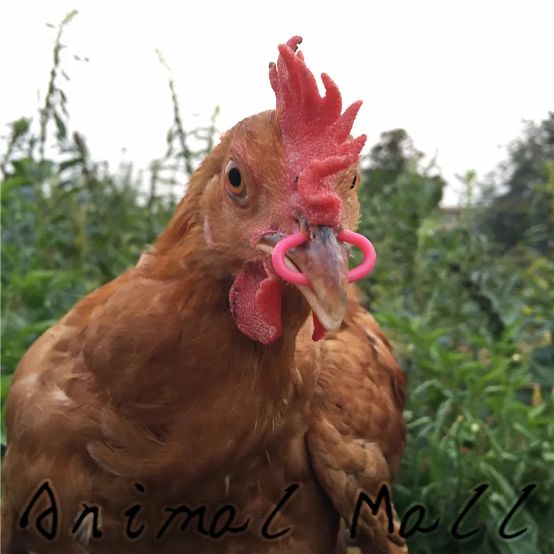 100pcs  Chicken mouth buckle No bolts Goggle Pheasant glasses Farm equipment dropshipping