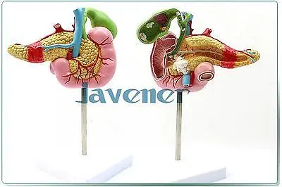 

Human Anatomical Duodenum Anatomy Medical Pathology Model Digestive system