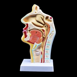 Ludzki anatomiczny jama nosowa anatomia gardła Model medyczny 4.7 × 4.7 × 9.5 cala