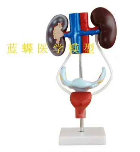 

PVC Female reproductive system anatomy model female reproductive system model human urinary system model