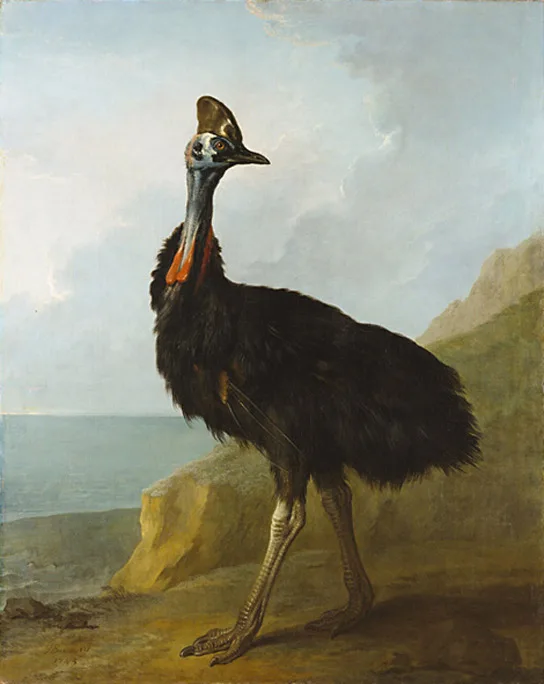 

Oil Painting Reproduction,handmade oil painting,Henri Camille,Cassowary_(1745) by Jean-Baptiste Oudry,Landscape,Museum quaity