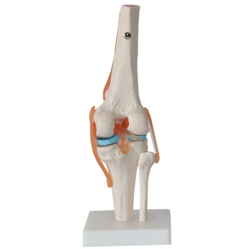 Decoration Crafts Human Skeleton Knee Joint Anatomy Models Skeleton Model with Ligaments Teaching Supplies Figurines