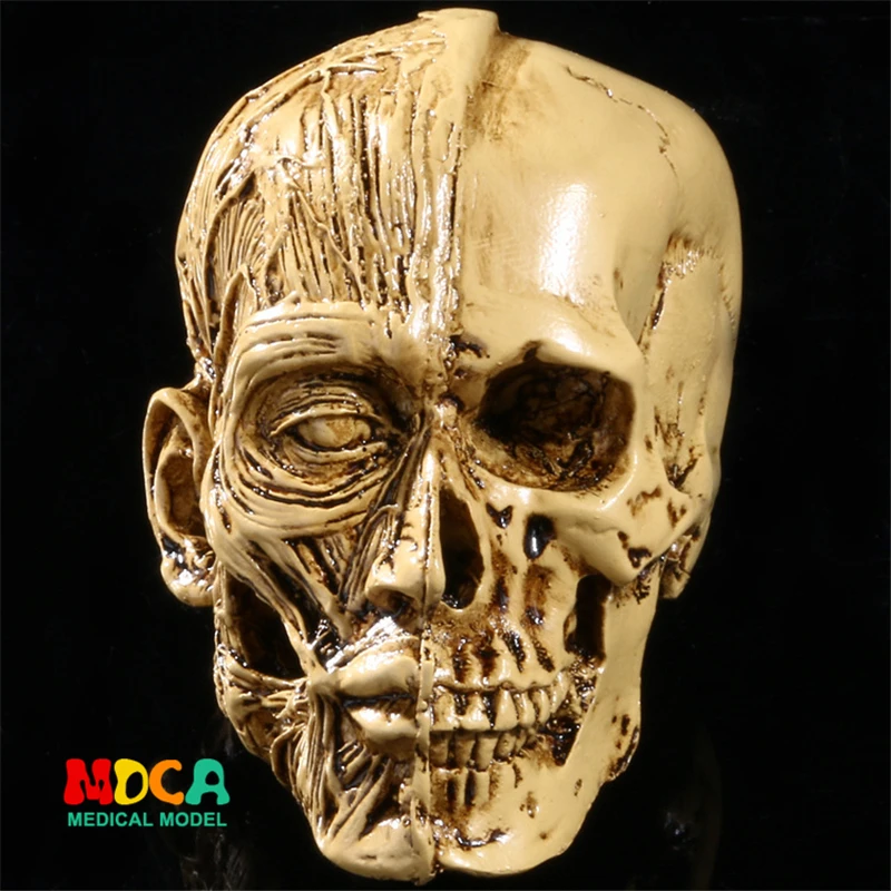Human Model Craft Anatomy Skull Head Muscle Structure Still Life Sketch Teaching Model