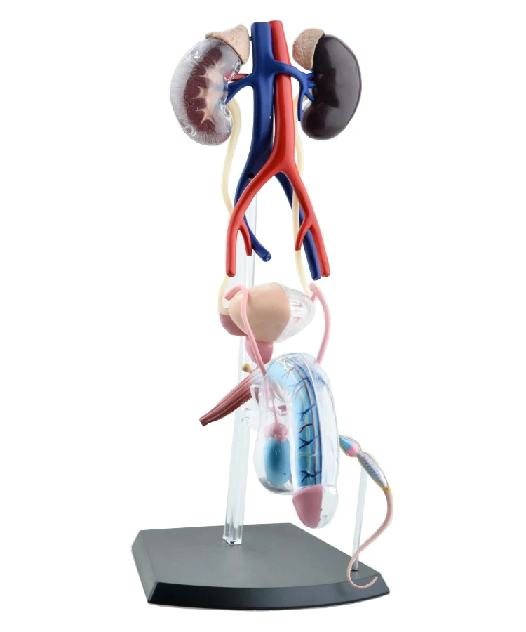 Modelos de órganos sexuales femeninos, sistema reproductora masculino, modelo anatómico de órgano del cuerpo humano 4d, modelo de enseñanza médica