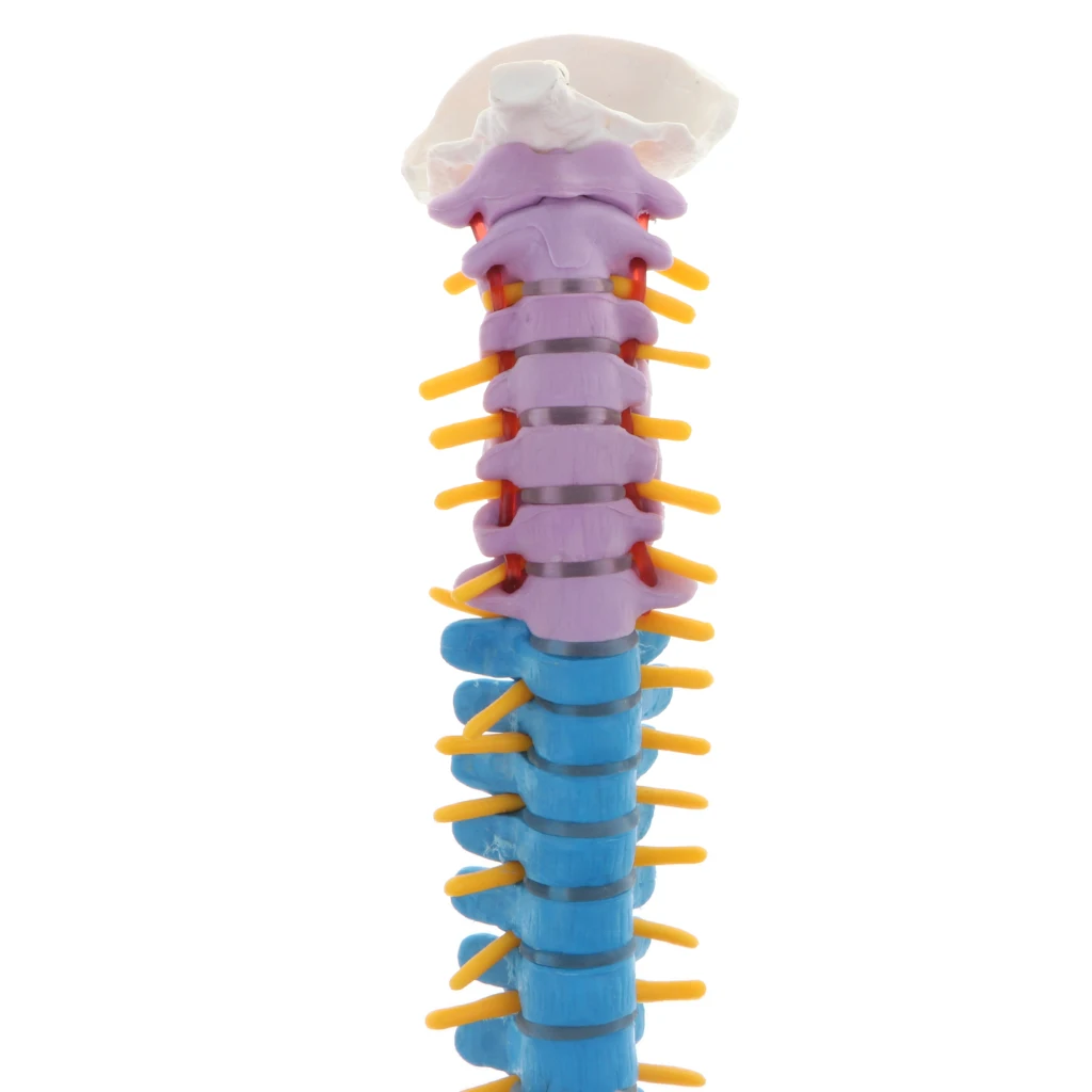 45cm Life Size Flexible Vertebral Column Anatomical Model with Pelvis & Femurs, Spinal Nerves and Arteries Colored Coded