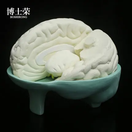 Biological equipment teaching aids Brain dissection model natural size Medical assembly of brain structure