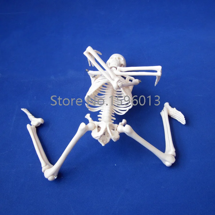 HOT 45 CENTIMETRI Mini modello di Scheletro, Scheletro umano Modello