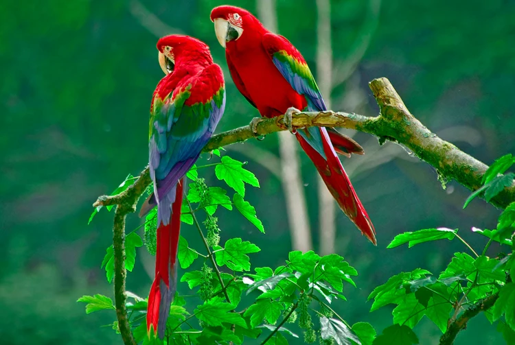 

Two parrots The wooden puzzle 1000 pieces ersion paper jigsaw puzzle white card adult children's educational toys