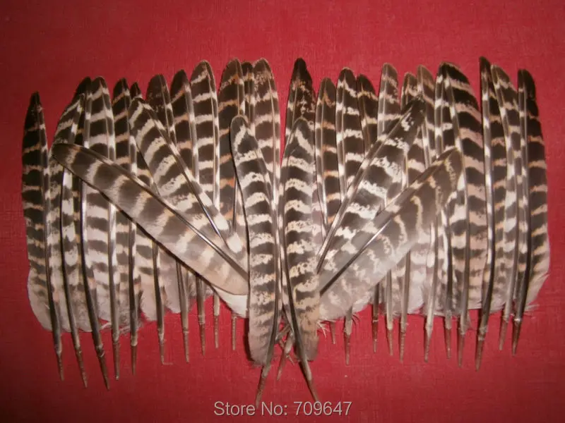 

200Pcs/LOT,13-20CM NATURAL Ringneck Pheasant Wing Feathers,Wholesale Plume Quills,Male/Female Ringneck Quills