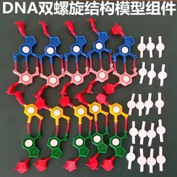 Model components of DNA double helix structure Chromosome structure model component nucleotides