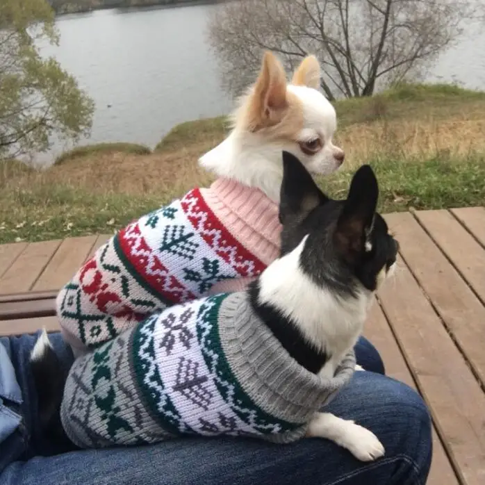 Petalk-Snowflower Sweater for Pets, Knitwear, Jumper, Coat, Dogs, Cat, Christmas Dog Clothes, XS, S, M, L, XL, XXL