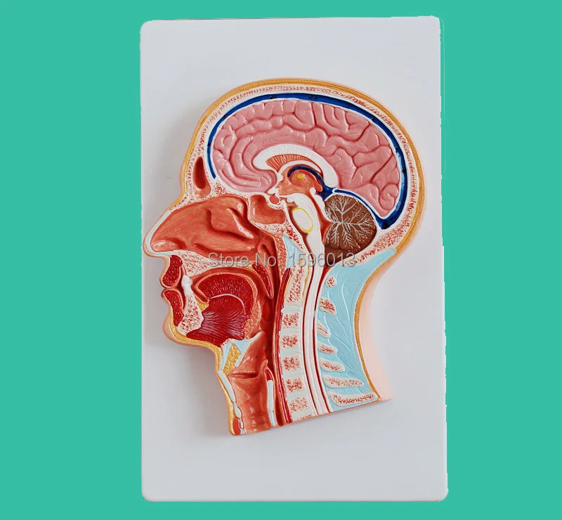 

Median Section of Head model, Anatomical Head Model