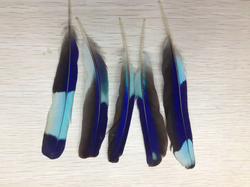 Wholesale perfect 200pcs high quality natural Parrot feathers 3-4inch/7-10cm Decorative diy