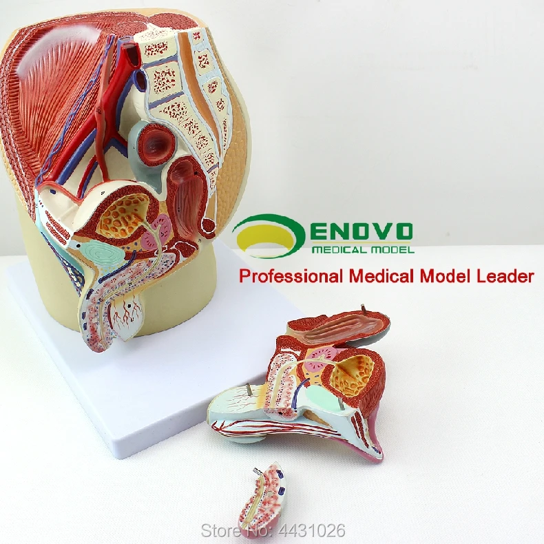 ENOVO Model Sistem Reproduksi Pria Model Anatomi Panggul Pria Model Prostat