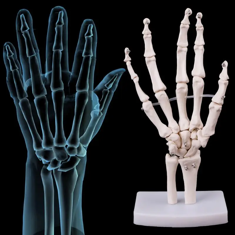 Medical props model Free postage Hand Joint Anatomical Skeleton Model Human Medical Anatomy Study Tool Life Size