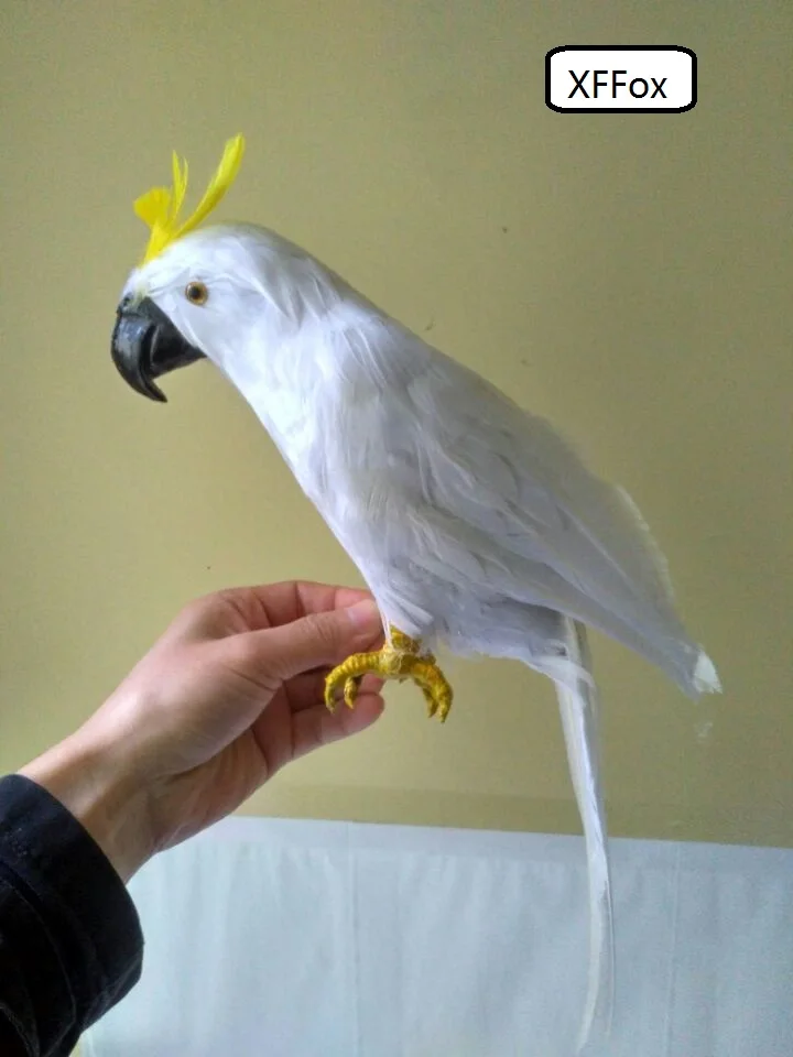 new real life white parrot model foam&feather cute simulation Cockatoo bird gift about 43cm xf0191