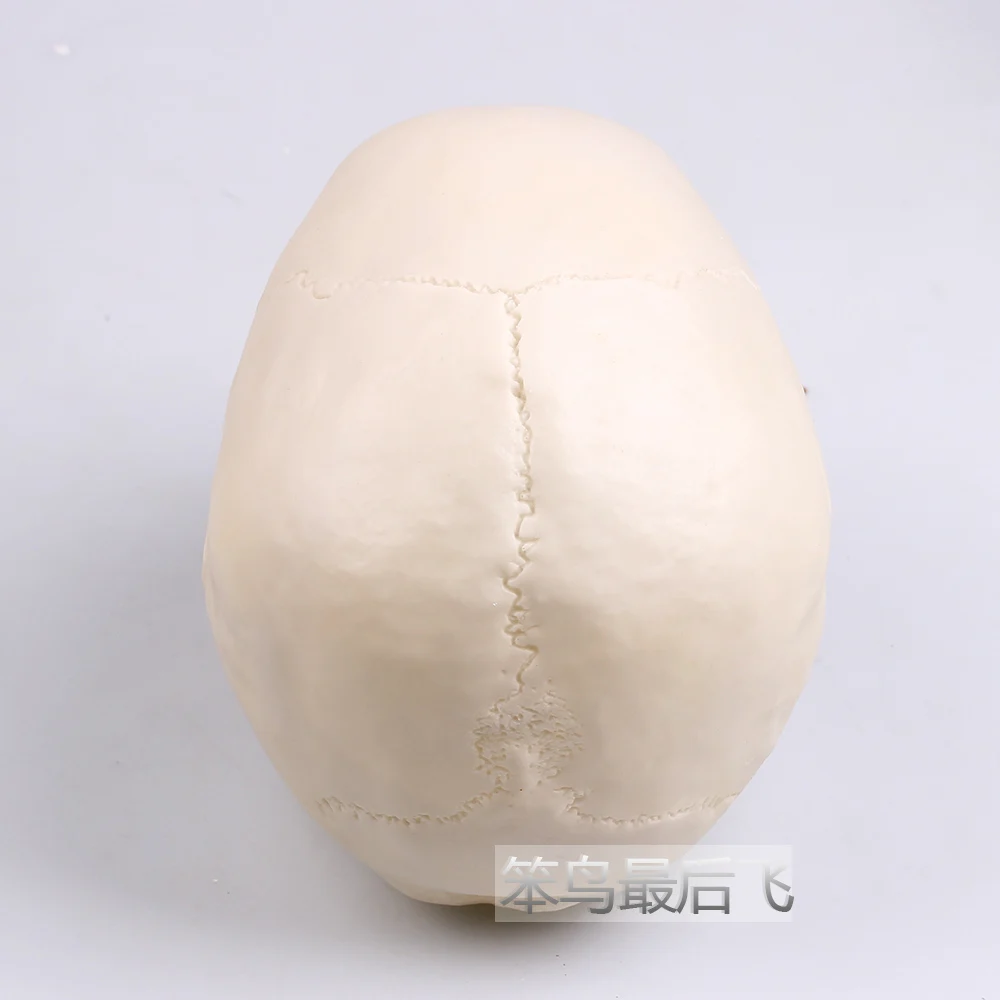 white 1: 1 human skull model life size resin skull model art teaching human skeleton model free shipping