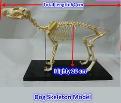 small dog Canine pvc skeleton model animal skeleton model