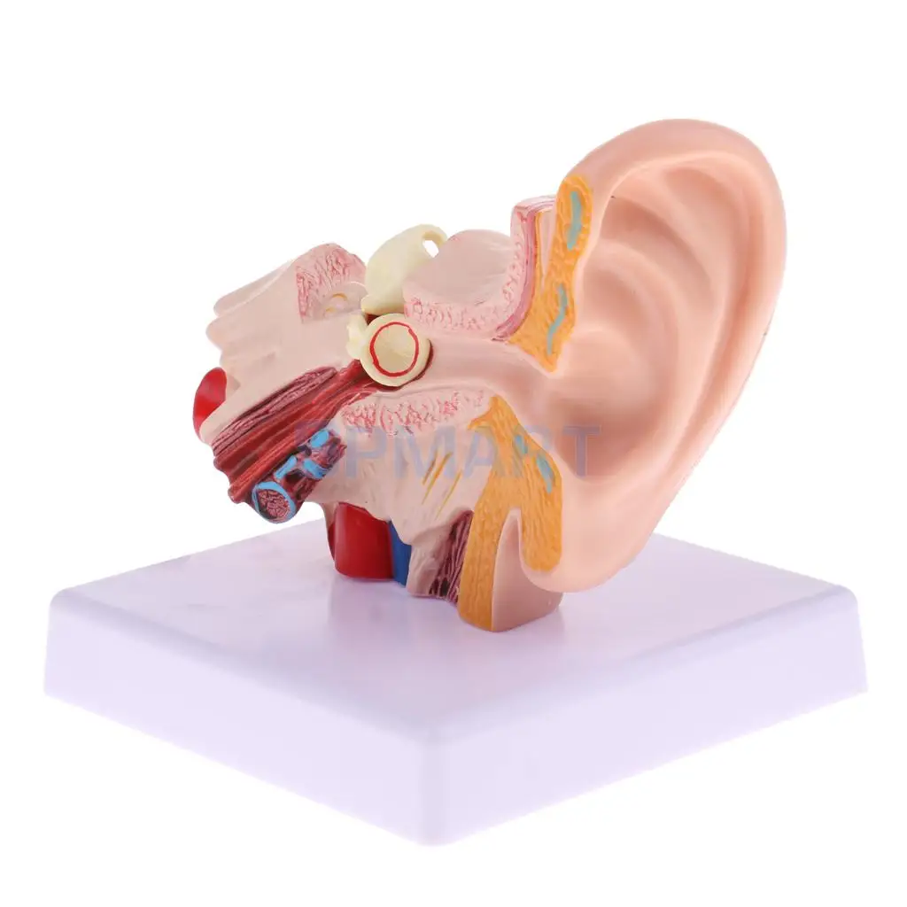 Magnification 1.5x Human Ear Joint Outer, Middle, Inner ear Model with Base School Teaching Supplies Educative